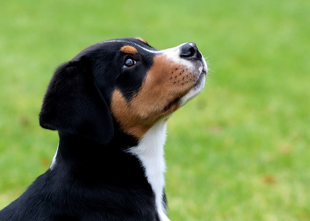 狗狗怎么訓練才能學會握手、坐下這些基本動作？